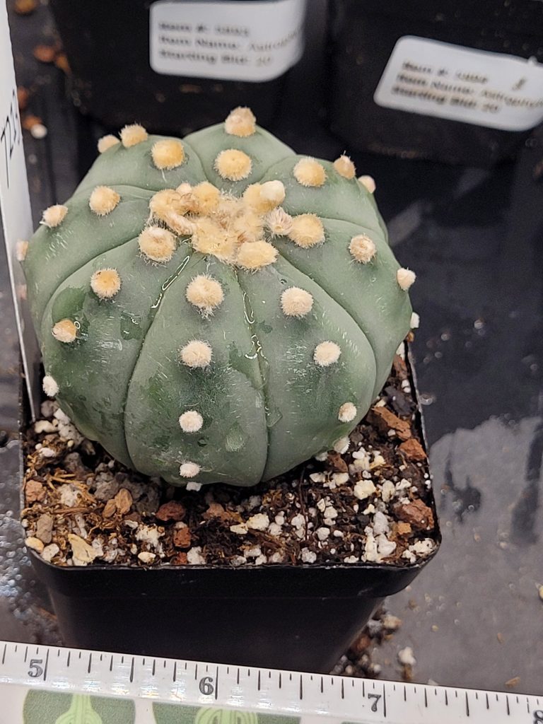 Astrophytum Cactus Beautiful #7213 Gorgeous Cream Tufts and Ooibo Style, Large Live Cacti - 2.75 inch pot - Image 4
