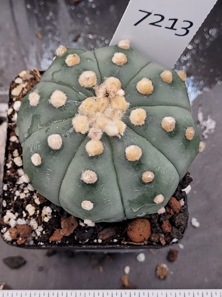Astrophytum Cactus Beautiful #7213 Gorgeous Cream Tufts and Ooibo Style, Large Live Cacti - 2.75 inch pot - Image 2