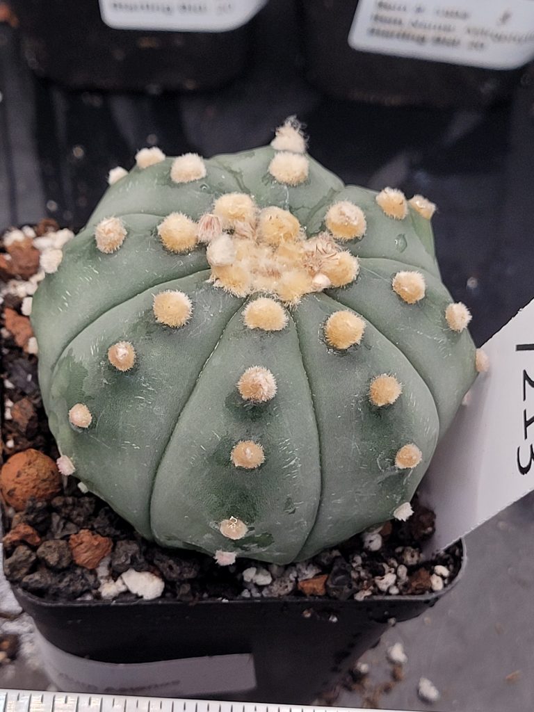 Astrophytum Cactus Beautiful #7213 Gorgeous Cream Tufts and Ooibo Style, Large Live Cacti - 2.75 inch pot - Image 3