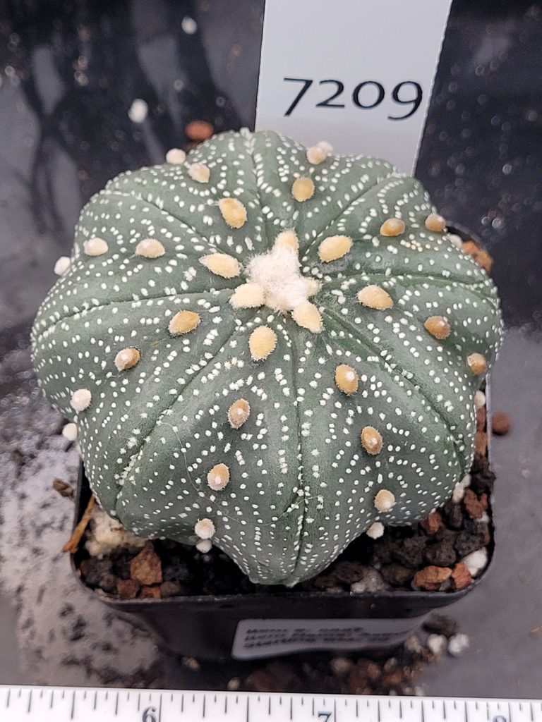 Astrophytum Cactus Beautiful #7209 Gorgeous Cream Tufts and Miracle Project Style, Large Live Cacti - 2.75 inch pot