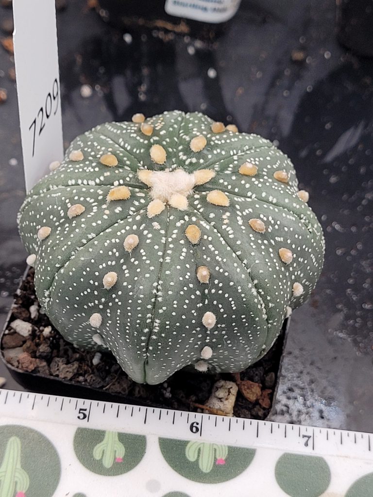 Astrophytum Cactus Beautiful #7209 Gorgeous Cream Tufts and Miracle Project Style, Large Live Cacti - 2.75 inch pot - Image 3
