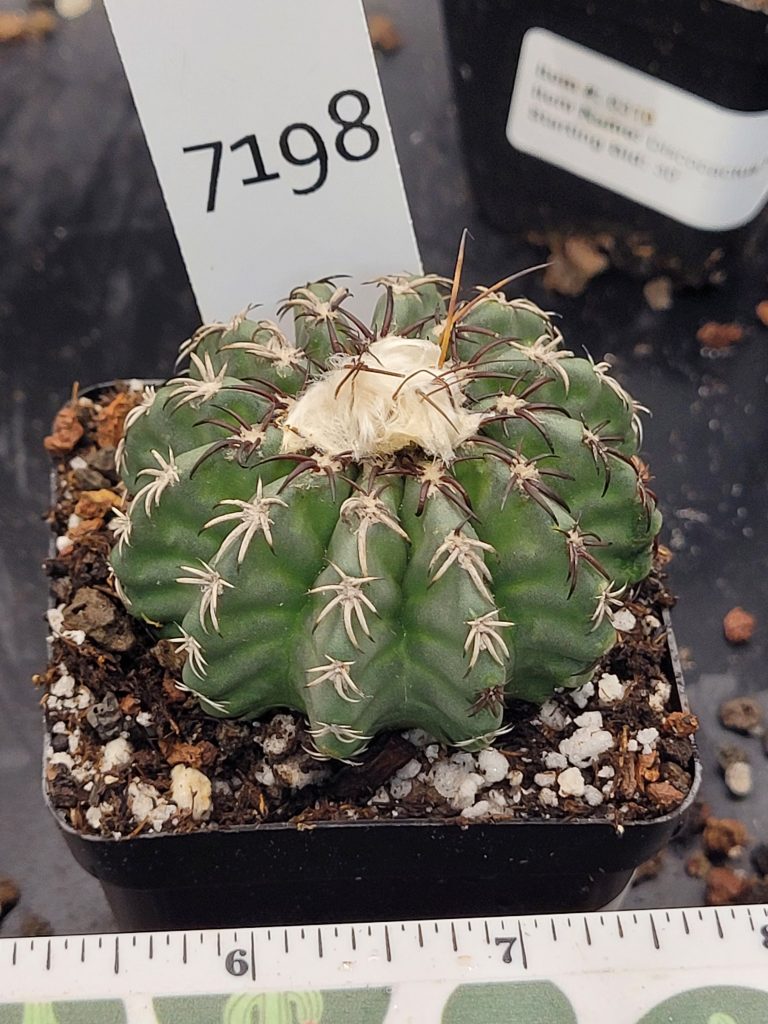 Stunning Discocactus Horstii Hybrid (Horstii x Bahiensis) - Rare Collector's Cactus, Bare Root #7198 - 2 inch pot - Image 2