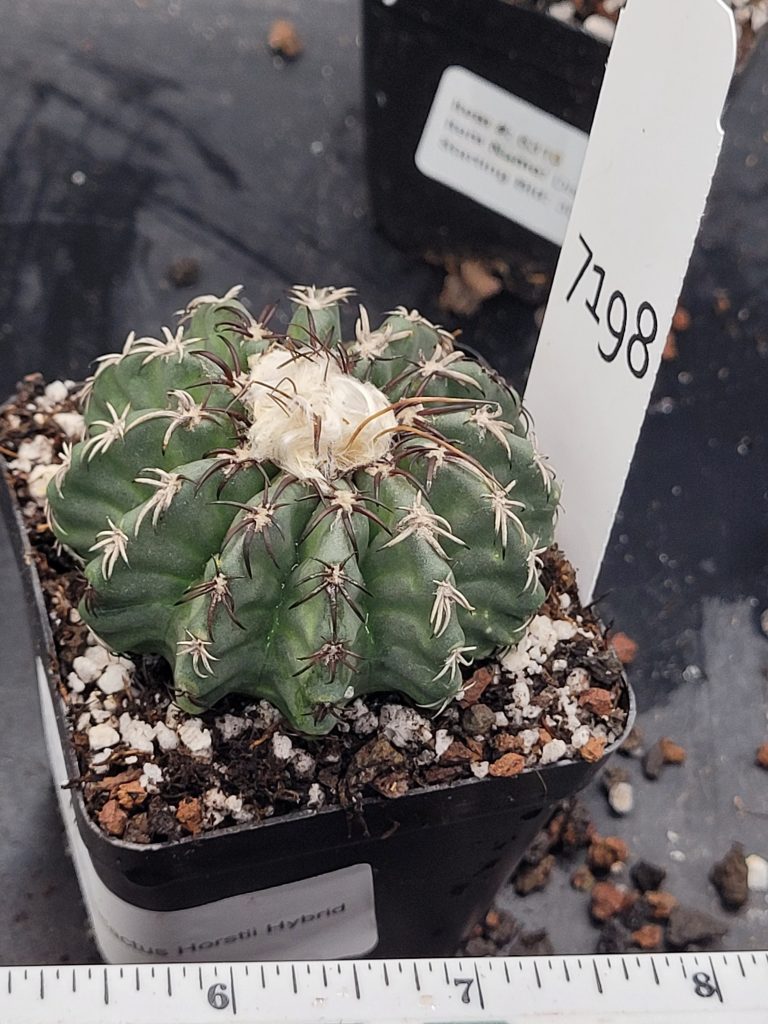 Stunning Discocactus Horstii Hybrid (Horstii x Bahiensis) - Rare Collector's Cactus, Bare Root #7198 - 2 inch pot - Image 4