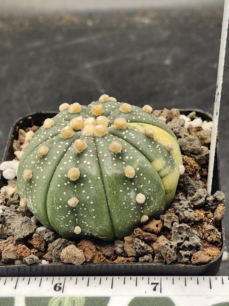 Astrophytum Variegated Cactus Beautiful dark green with big tufts, nudum style #7680 - Image 2