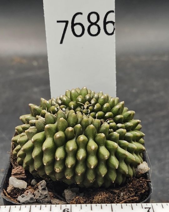 Gymnocalycium Cristata Thornless Cactus Unique Rare Special Cacti Beautiful #7686