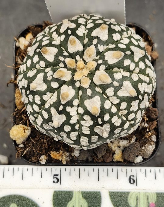 Astrophytum V Type Cactus Beautiful #7692 Gorgeous Cream Tufts and Clear Lines Live Cacti