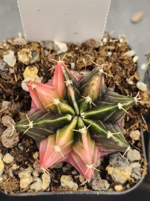 Gymnocalycium Mihanovichii Variegated Bright Pink and unique patterns, Stunner #7703