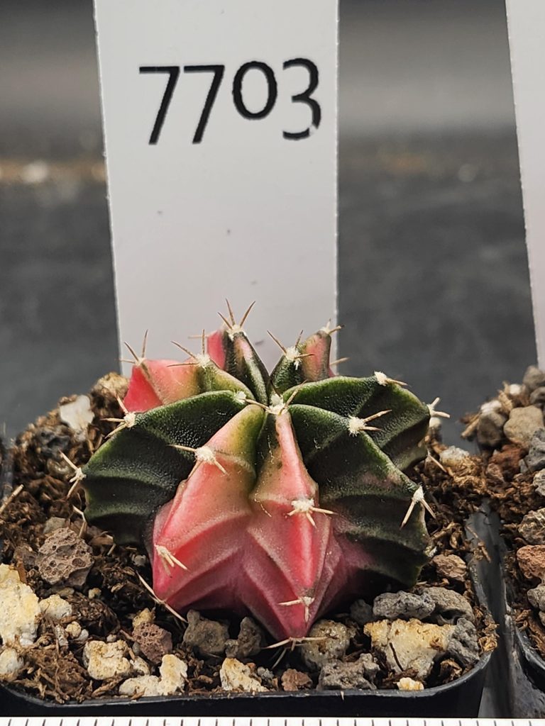 Gymnocalycium Mihanovichii Variegated Bright Pink and unique patterns, Stunner #7703 - Image 3