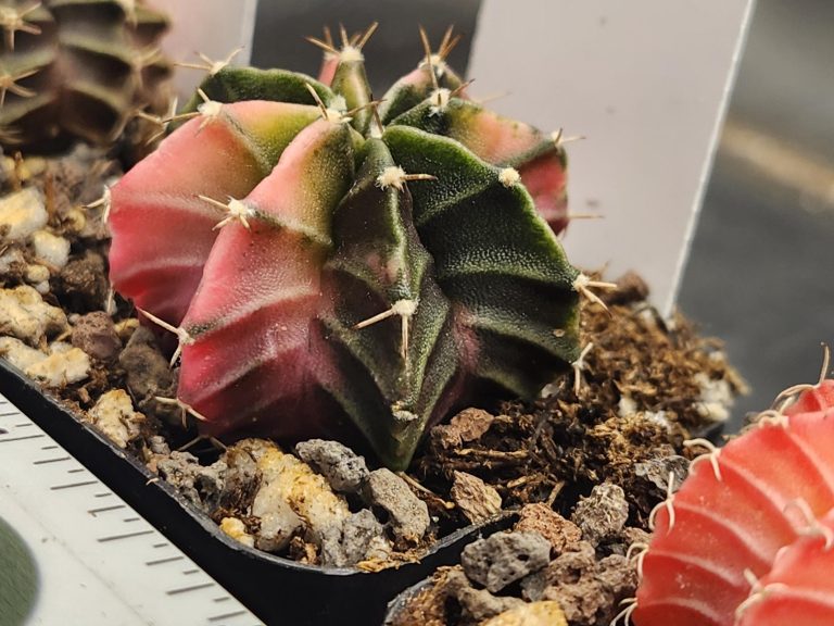 Gymnocalycium Mihanovichii Variegated Bright Pink and unique patterns, Stunner #7703 - Image 2
