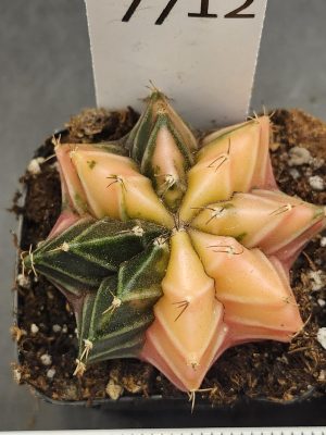 Gymnocalycium Mihanovichii Variegated Bright and stunning yellow, Stunner #7712