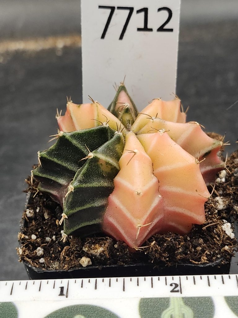 Gymnocalycium Mihanovichii Variegated Bright and stunning yellow, Stunner #7712 - Image 3