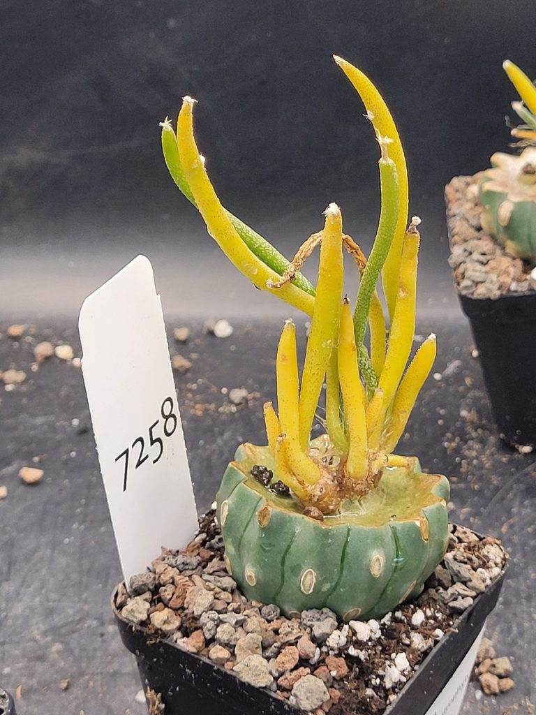Astrophytum Caput Medusae Grafted on Ferocactus Peninsulae Care Guide
