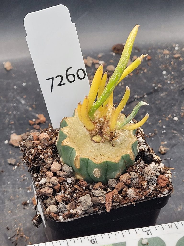 Rare Variegated Astrophytum Caput Medusae Grafted onto Ferocactus Peninsulae Scion - Collector's Gem, Bare Root, shown in 2.75" pot, #7260 - Image 2