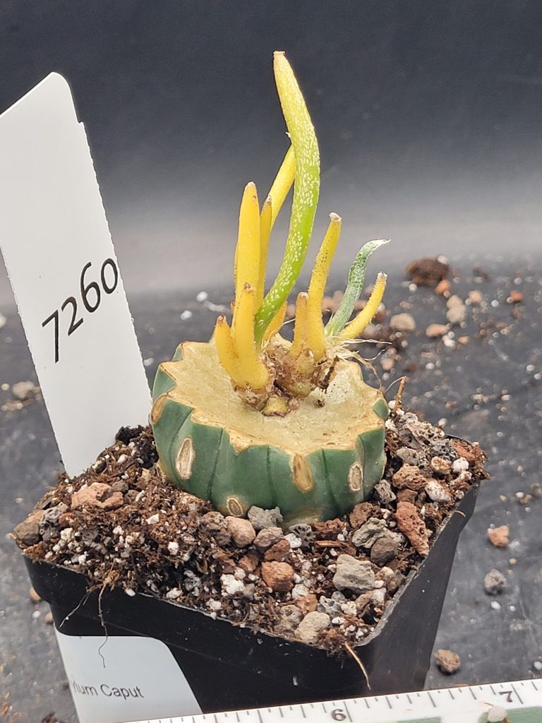Rare Variegated Astrophytum Caput Medusae Grafted onto Ferocactus Peninsulae Scion - Collector's Gem, Bare Root, shown in 2.75" pot, #7260