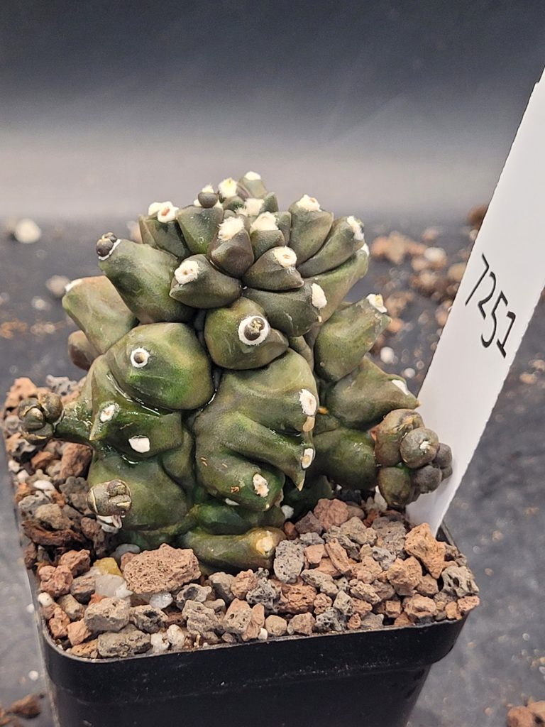 Gymnocalcium Mihanovichii Inermis Kikko Transformer Monstrose Cactus, weird strange and unique #7251