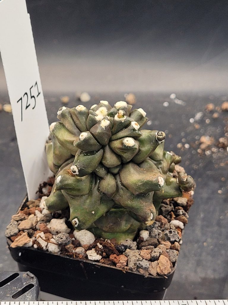 Gymnocalcium Mihanovichii Inermis Kikko Transformer Monstrose Cactus, weird strange and unique #7251 - Image 2