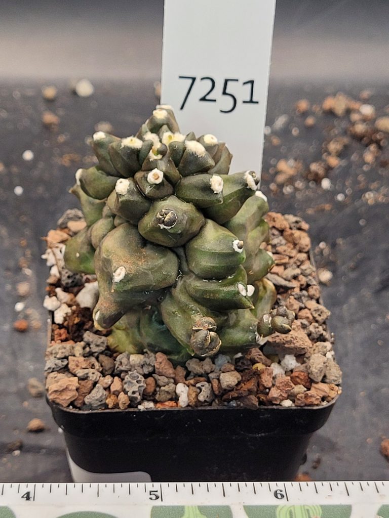 Gymnocalcium Mihanovichii Inermis Kikko Transformer Monstrose Cactus, weird strange and unique #7251 - Image 3