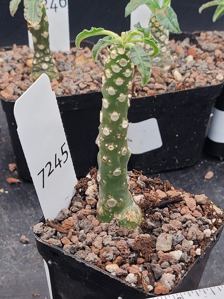 Rare Dorstenia Foetida - Exotic and Unique Succulent, Ships Bare Root, mini palm tree, exact specimen shown, #7245 - Image 4