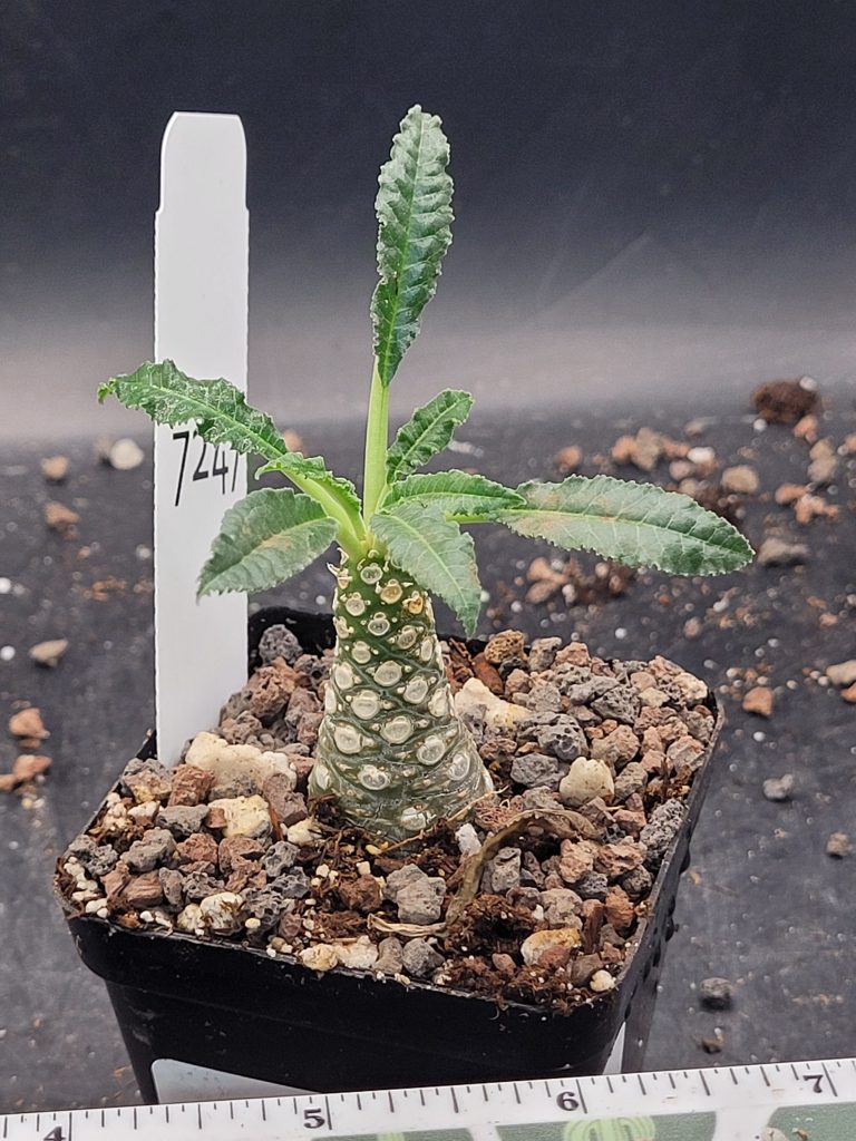 Rare Dorstenia Foetida - Exotic and Unique Succulent, Ships Bare Root, mini palm tree, exact specimen shown, #7247 - Image 2