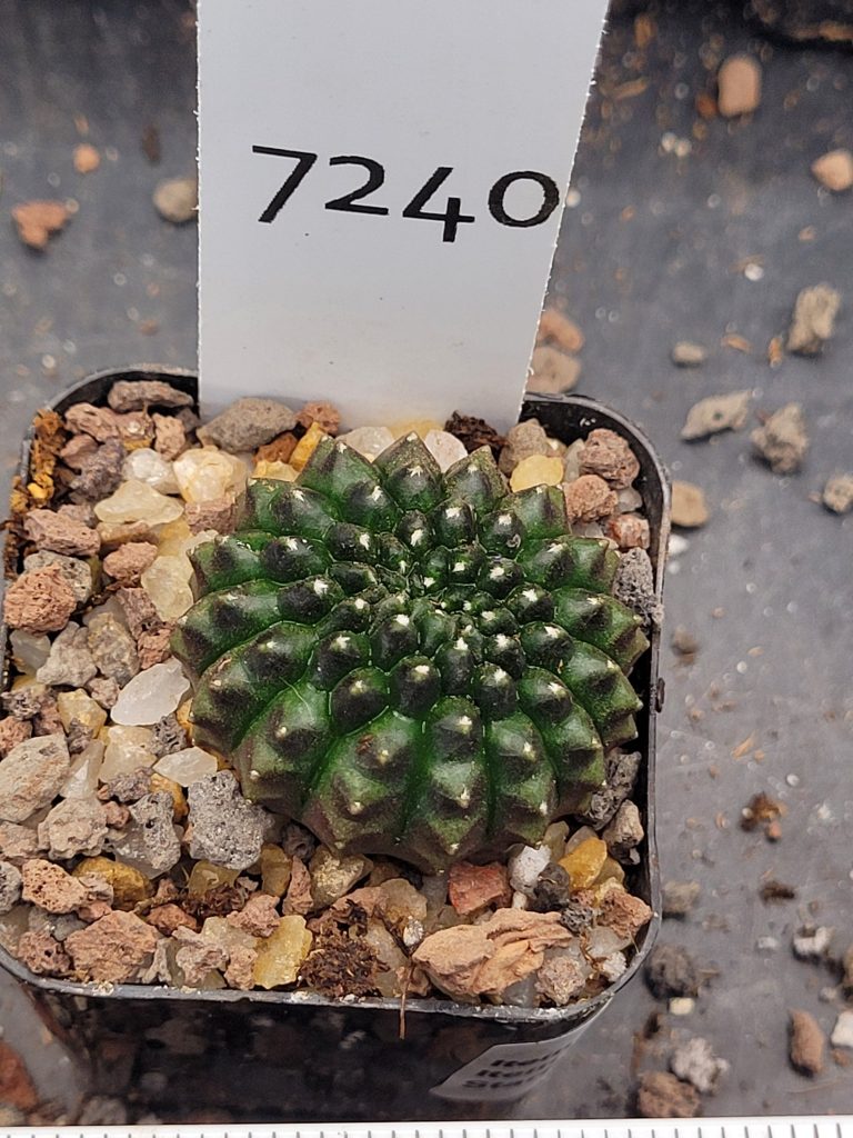 Gymnocalycium Cristata Thornless Cactus Unique Rare Special Cacti Beautiful #7240 - Image 4