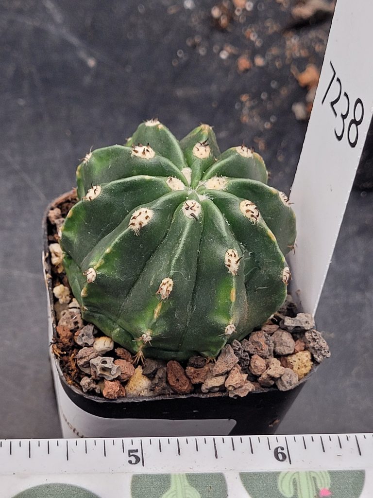 Rare Melocactus Peruvianus Inermis - Thornless Peruvian Cactus, Shipped Bare Root, #7238 - Image 3