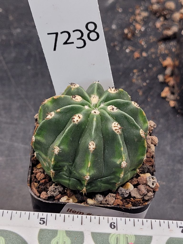 Rare Melocactus Peruvianus Inermis - Thornless Peruvian Cactus, Shipped Bare Root, #7238