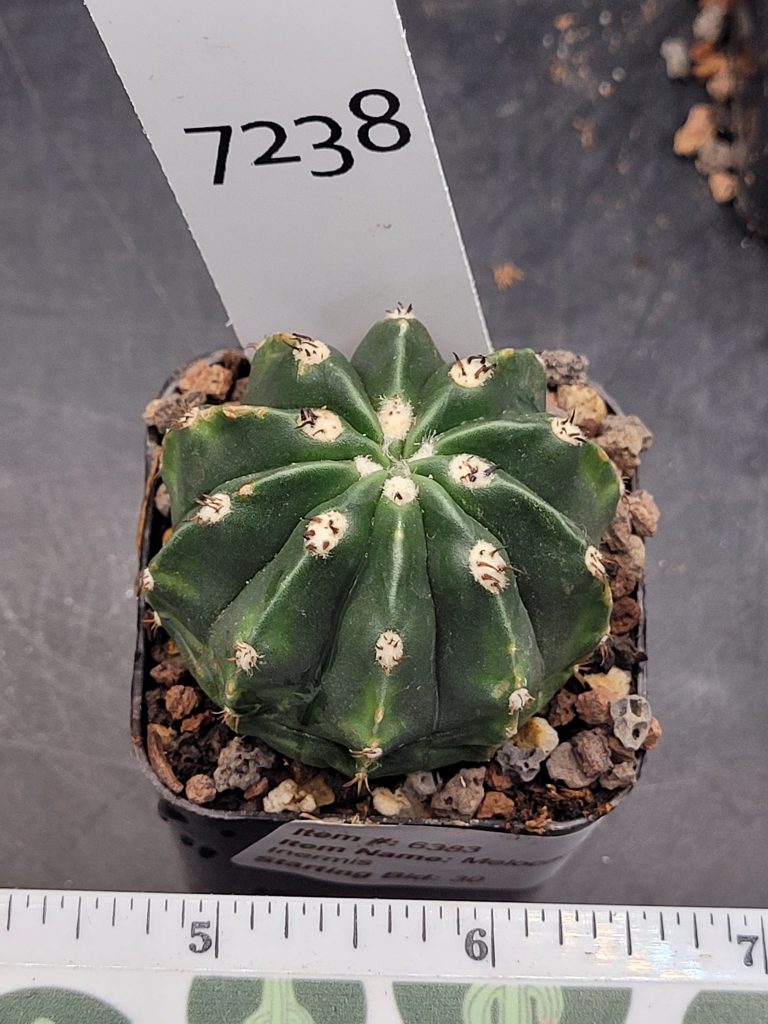 Rare Melocactus Peruvianus Inermis - Thornless Peruvian Cactus, Shipped Bare Root, #7238 - Image 2