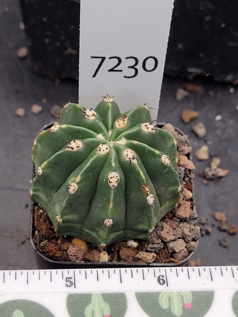 Rare Melocactus Peruvianus Inermis - Thornless Peruvian Cactus, Shipped Bare Root, #7230 - Image 2