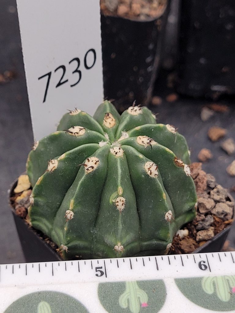 Rare Melocactus Peruvianus Inermis - Thornless Peruvian Cactus, Shipped Bare Root, #7230 - Image 5