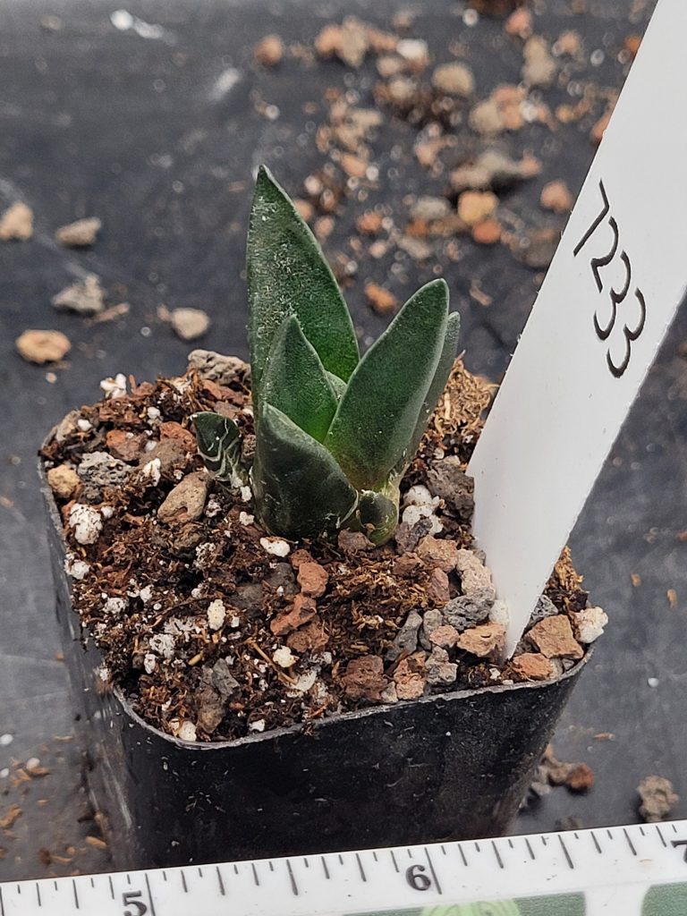 Stunning Ariocarpus Trigonus - Rare Living Rock Cactus, Shipped Bare Root, Unique, Healthy #7233 - Image 3