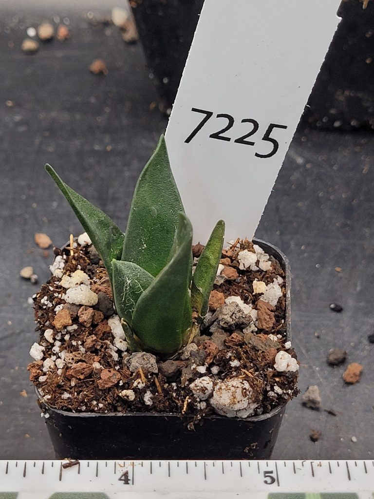 Stunning Ariocarpus Trigonus - Rare Living Rock Cactus, Shipped Bare Root, Unique, Healthy #7225 - Image 4