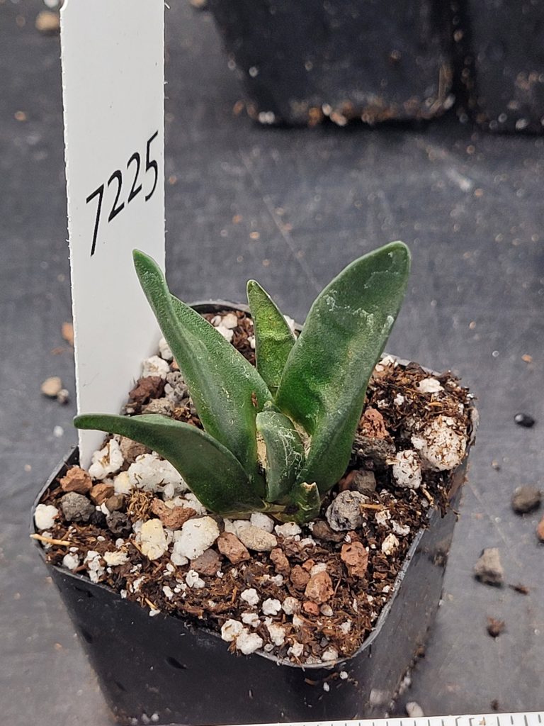Stunning Ariocarpus Trigonus - Rare Living Rock Cactus, Shipped Bare Root, Unique, Healthy #7225 - Image 3