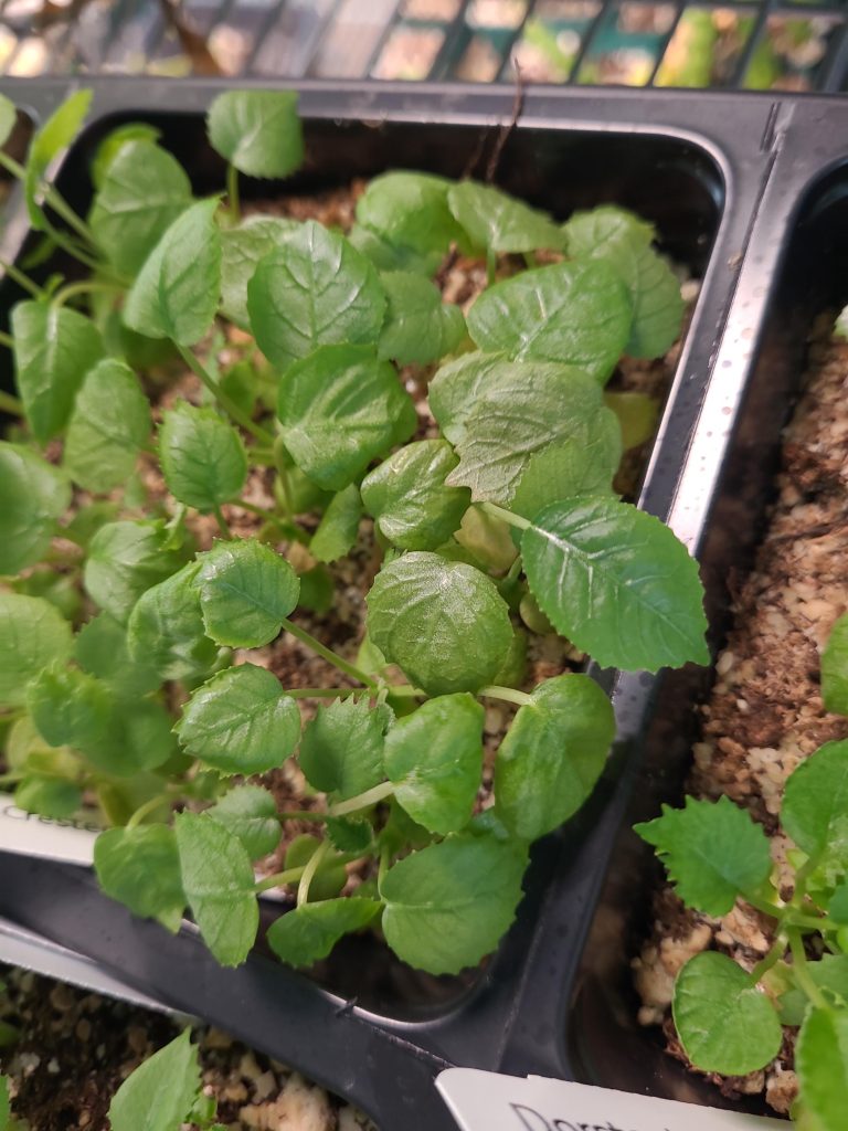 How to Plant and Grow Dorstenia horwoodii from Seed: A Step-by-Step Guide