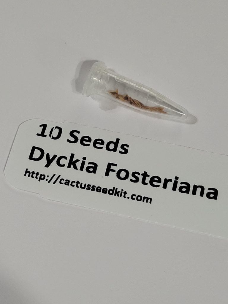 Set of 10 Dyckia Fosteriana Seeds Rare Exotic Bromeliad Seeds