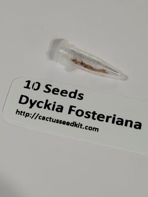 Set of 10 Dyckia Fosteriana Seeds Rare Exotic Bromeliad Seeds