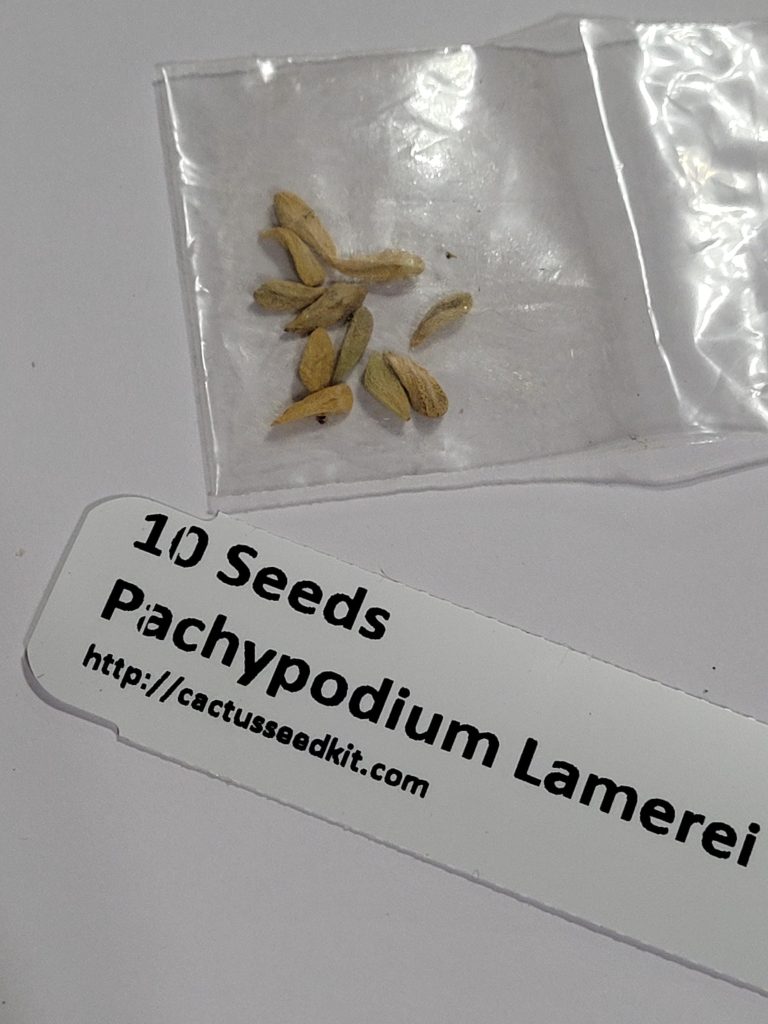 How to Plant and Grow Pachypodium Lamerei from Seed: A Comprehensive Guide