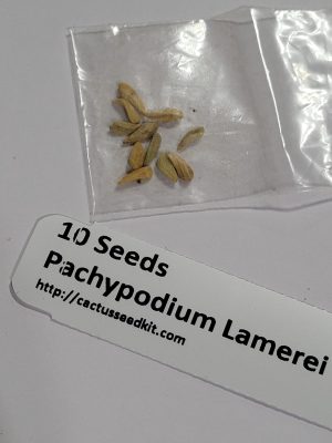 Set of 10 Pachypodium Lamerei Seeds - Madagascar Palm - Rare Succulent Seeds