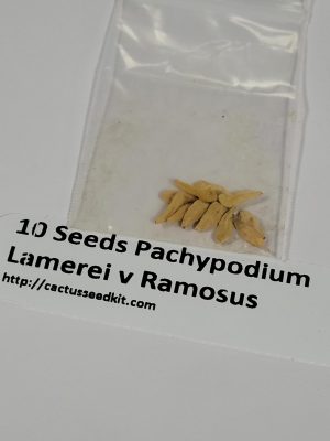 Set of 10 Pachypodium Lamerei Var Ramosus Seeds - Rare Madagascar Palm Seeds