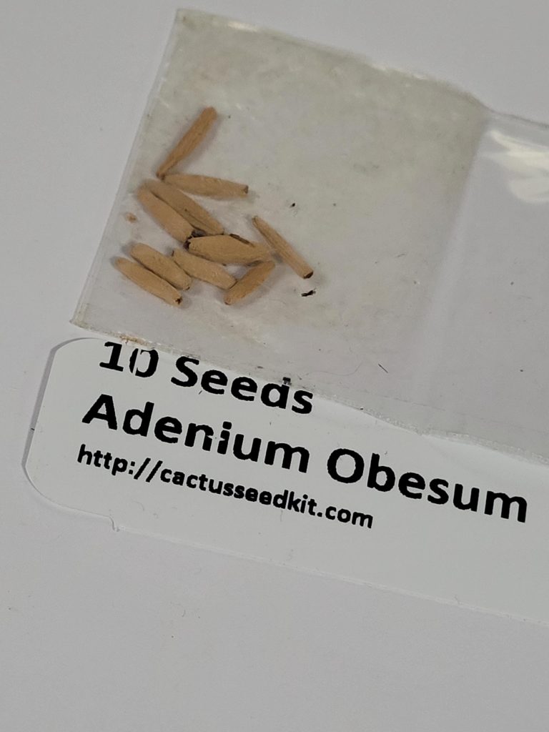 How to Plant and Grow Adenium Obesum from Seed: A Step-by-Step Guide