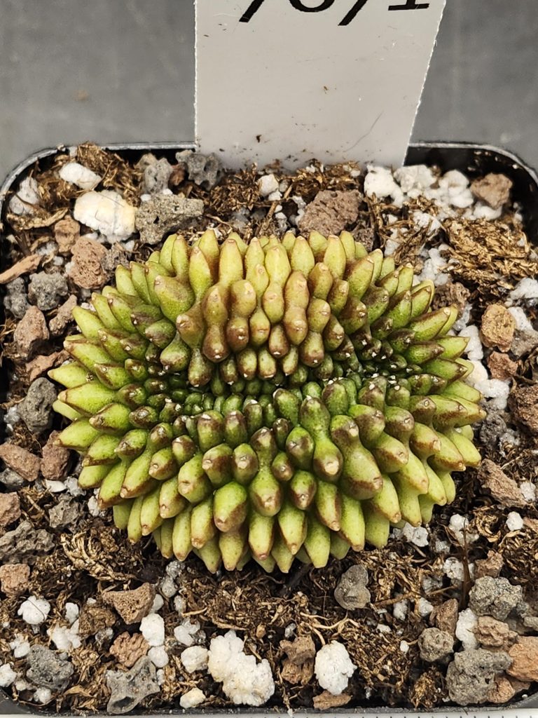 Gymnocalycium Cristata Crested Thornless Cactus Unique Rare Special Weirdo Cacti Variegated, in 2.75" pot #7671