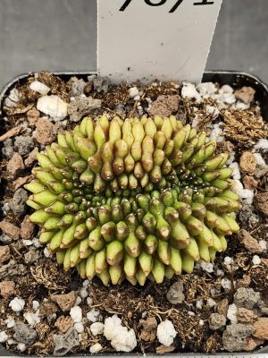 Gymnocalycium Cristata Crested Thornless Cactus Unique Rare Special Weirdo Cacti Variegated, in 2.75" pot #7671