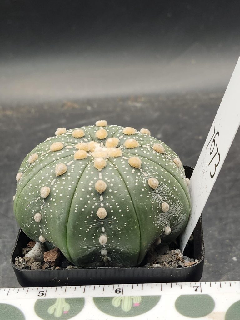 Astrophytum Cactus Beautiful #7673 Gorgeous Cream Tufts and Ooibo Style, Large Live Cacti HUGE - 2.75 inch pot - Image 2