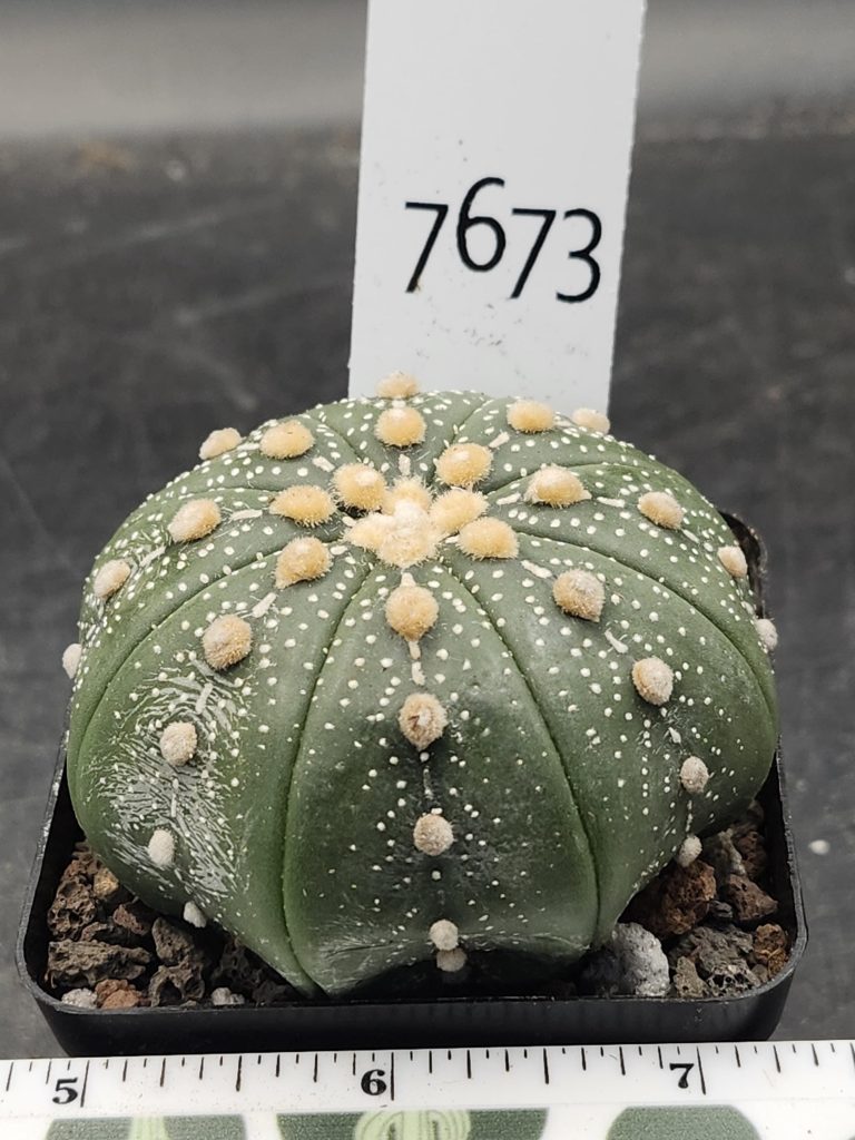 Astrophytum Cactus Beautiful #7673 Gorgeous Cream Tufts and Ooibo Style, Large Live Cacti HUGE - 2.75 inch pot - Image 3