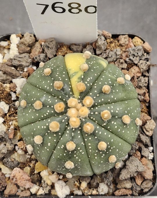 Astrophytum Variegated Cactus Beautiful dark green with big tufts, nudum style #7680