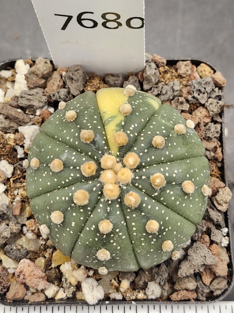 Astrophytum Variegated Cactus Beautiful dark green with big tufts, nudum style #7680