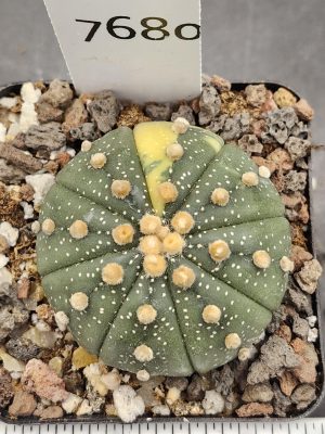 Astrophytum Variegated Cactus Beautiful dark green with big tufts, nudum style #7680