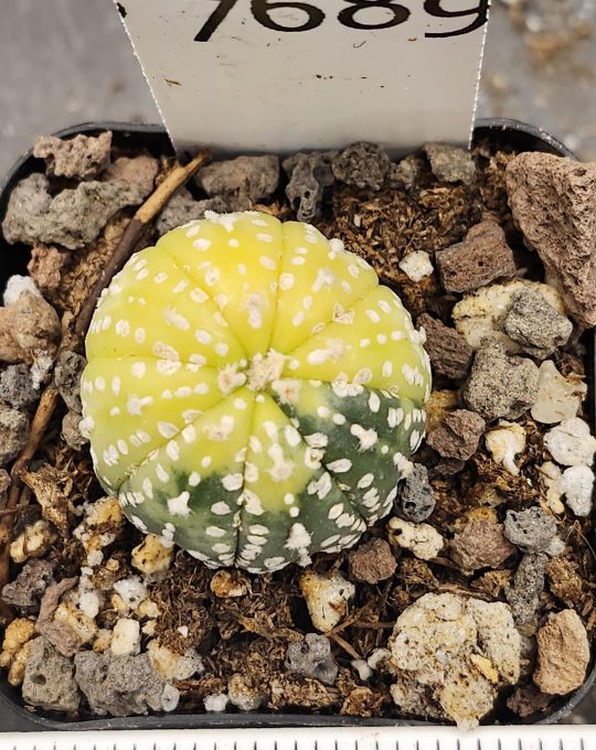 Astrophytum Variegated Cactus Beautiful high yellow with lots of flocking #7689