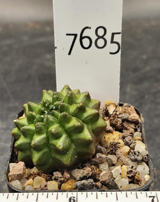 Gymnocalycium Cristata Thornless Cactus Unique Rare Special Cacti Beautiful #7685