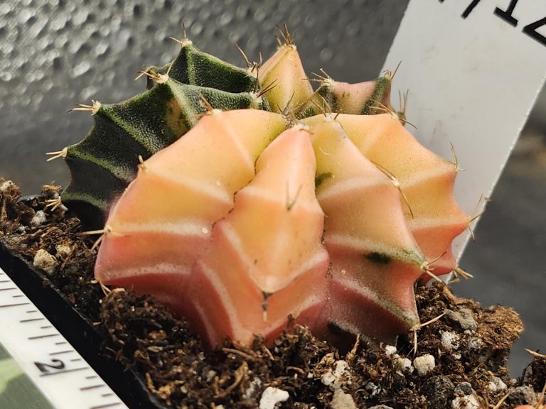 Gymnocalycium Mihanovichii Variegated Bright and stunning yellow, Stunner #7712 - Image 2