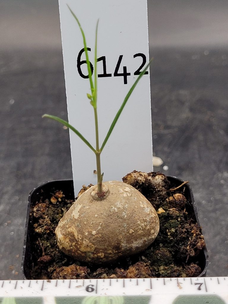 Complete Care Guide for Brachystelma ssp. Thailand Bulb